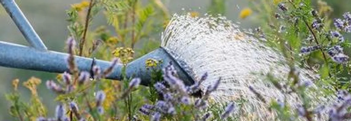Gießkanne gießt Blumen